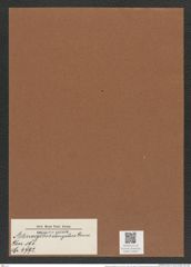 Actinocyclus elongatus Grun. (de-Toni-Nr.: Genus 195, Species 4792) Zeichnungen Sammlung Grunow Mappe 04652 (Herbarium_W_Grunow_drawings_Folder_04652)